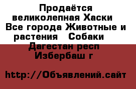 Продаётся великолепная Хаски - Все города Животные и растения » Собаки   . Дагестан респ.,Избербаш г.